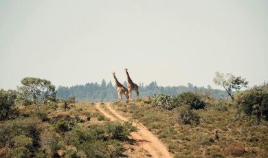 A Journey Through South Africa’s National Parks